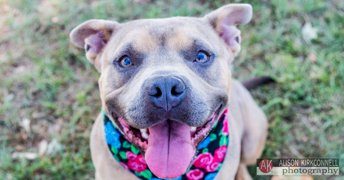 Homeless Pet Portrait- Lake Wylie, South Carolina Photographer