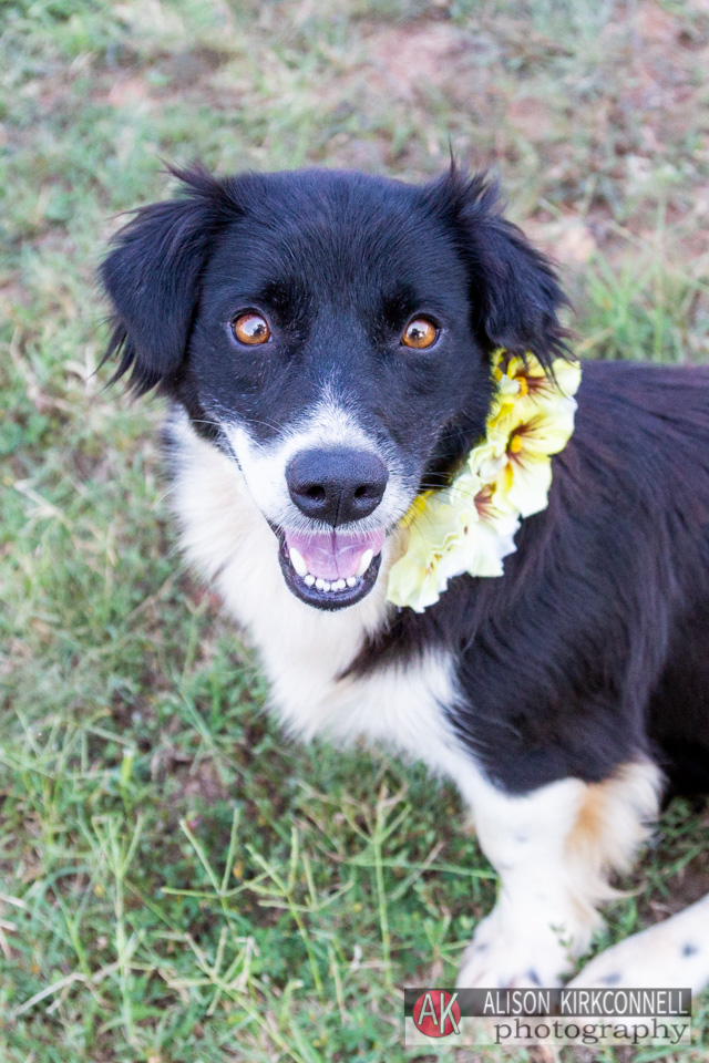 365 Shelter Dogs- Day 55