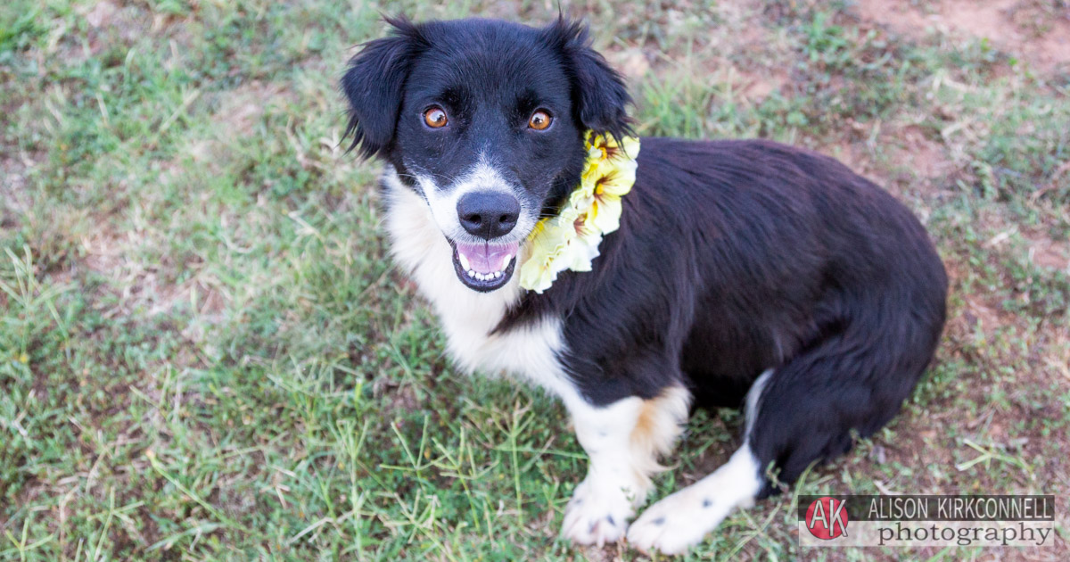 Homeless Pet Portrait- Indian Land, SC Photographer