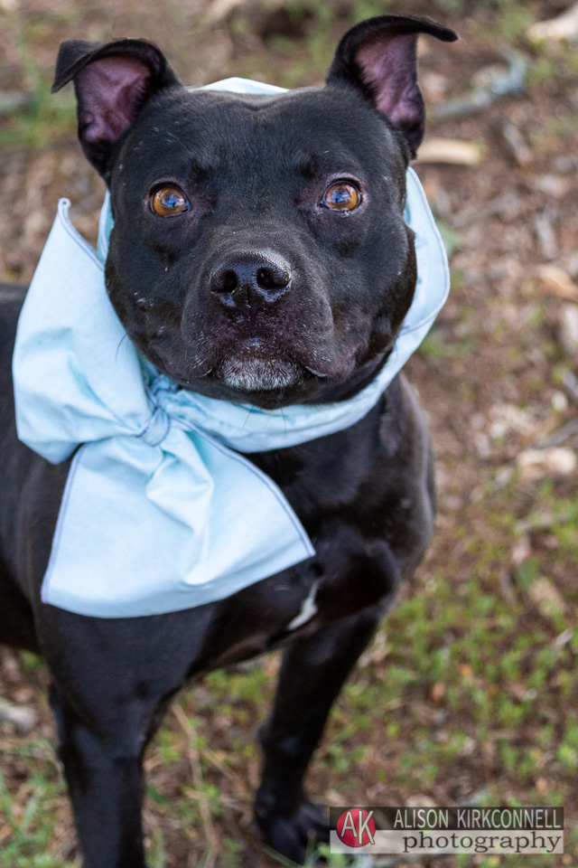 This is Drake. Drake was confiscated by York County Sheriff Authorities as part of a dog fighting investigation. He was a staff favorite and was sent to rescue when the court released all the dogs. 