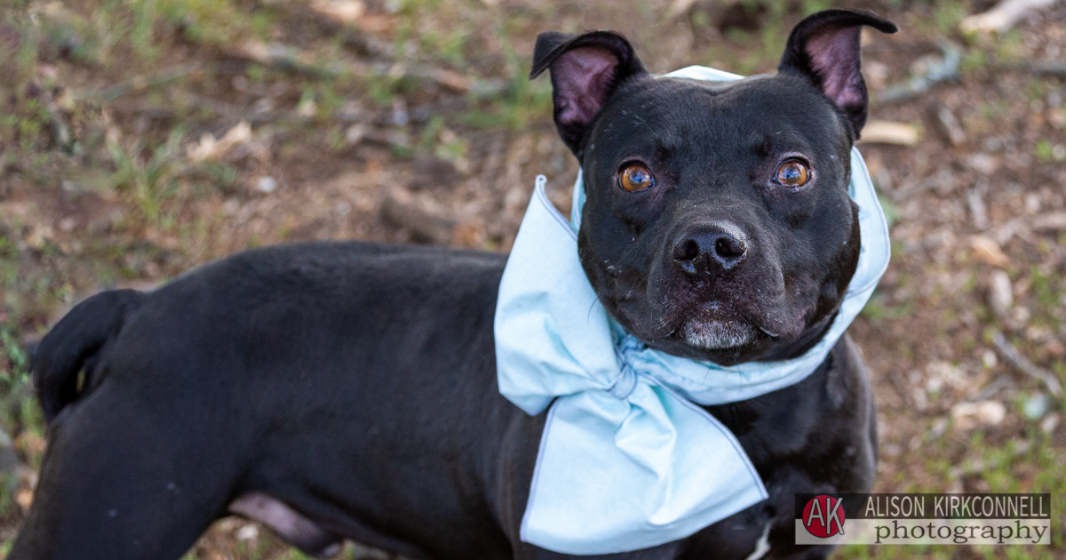 Animal Shelter Dog Portrait- Charlotte, NC Photographer