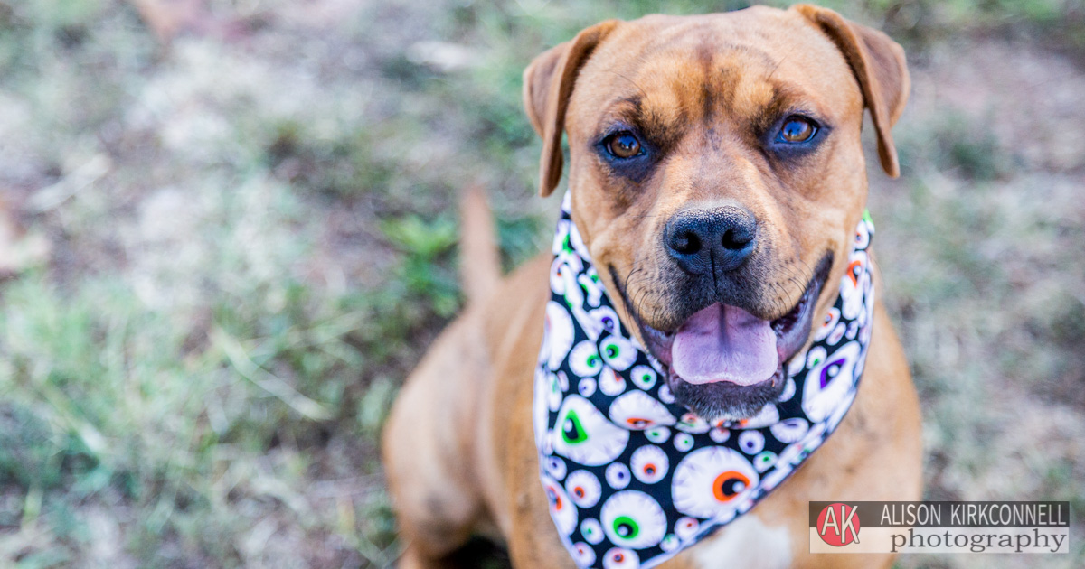 Homeless Pet Portrait- Ballantyne Charlotte Photographer