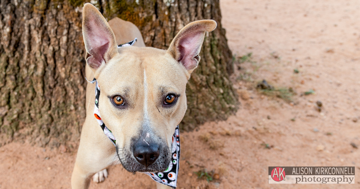 Animal Shelter Dog Portrait- Fort Mill, South Carolina Photographer