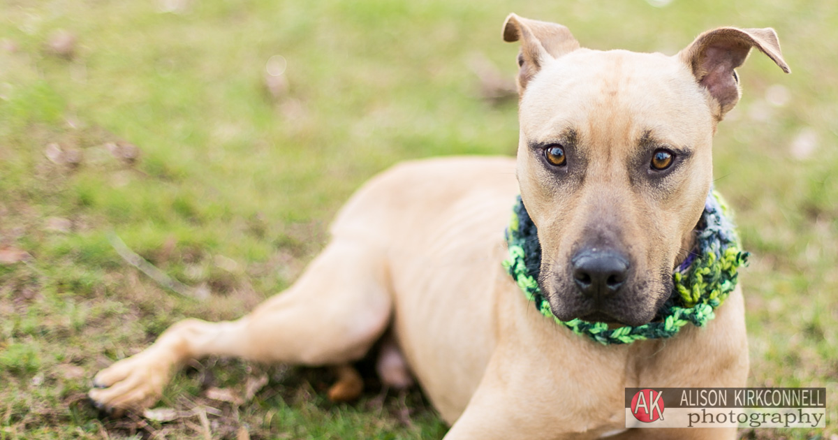 Animal Shelter Dog Portrait- Tega Cay, SC Photographer