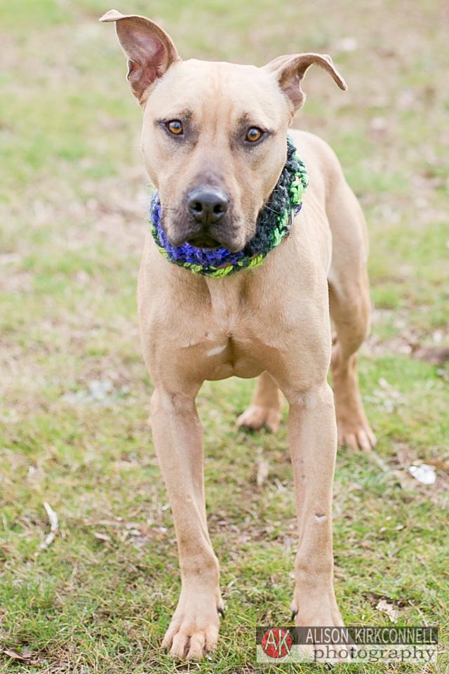 365 Shelter Dogs- Day 76