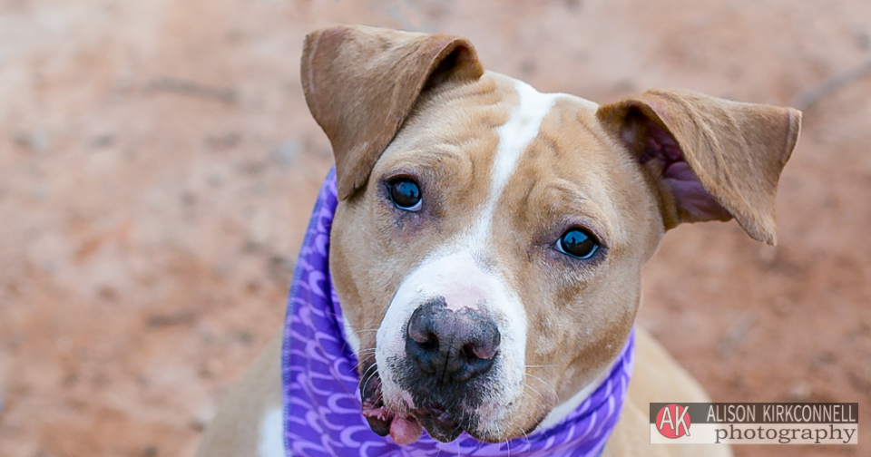 Indian Land, South Carolina Photographer Animal Shelter Dog Portrait- Indian Land, South Carolina Photographer 