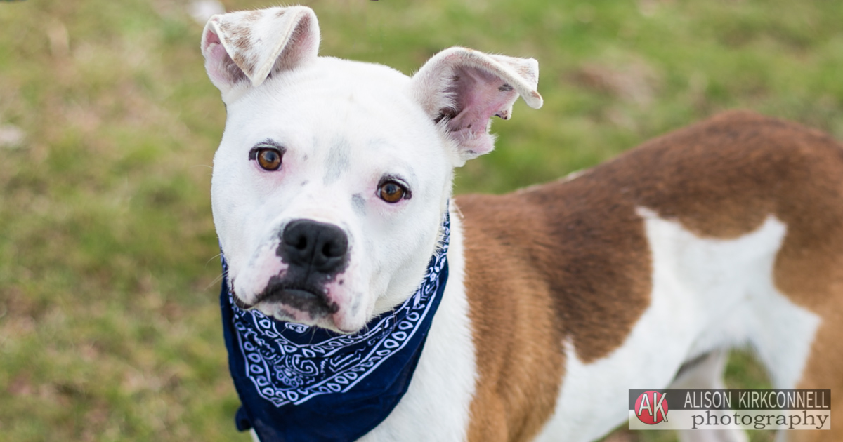 Animal Shelter Dog Portrait- Charlotte, North Carolina Photographer