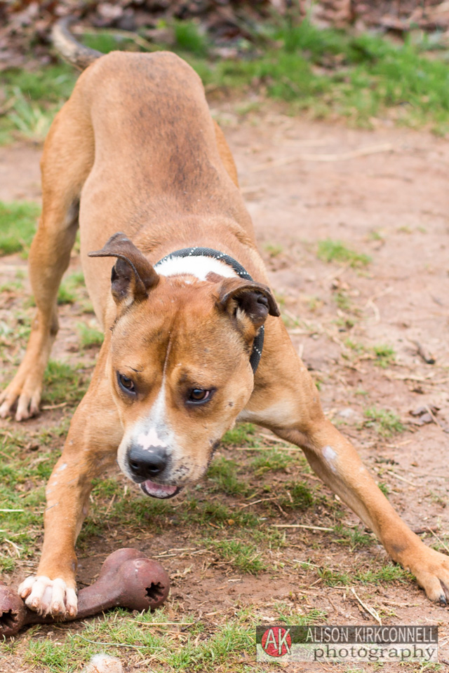 365 Shelter Dogs- Day 78