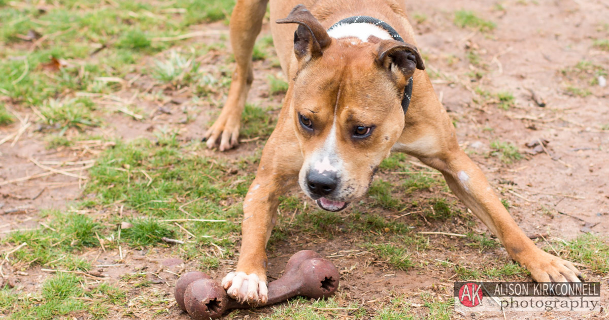 Animal Shelter Dog Portrait- Ballantyne, Charlotte, North Carolina Photographer