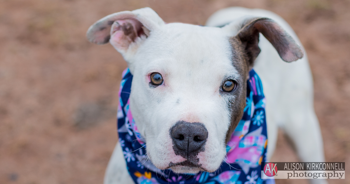 Animal Shelter Dog Portrait- Lake Wylie, South Carolina Photographer 