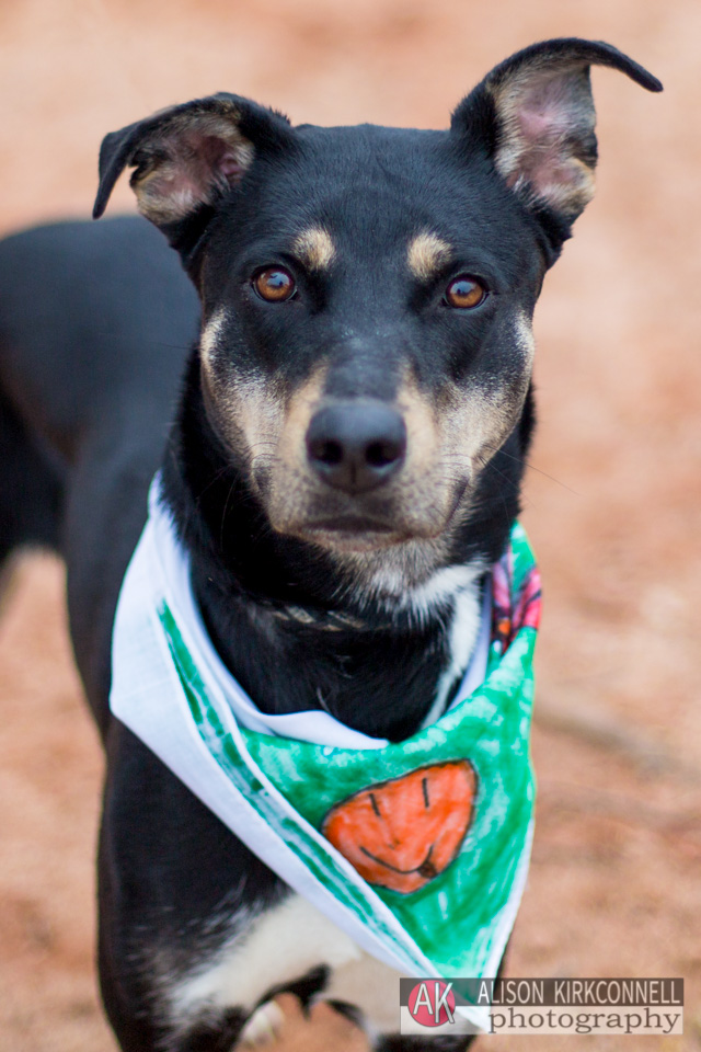 365 Shelter Dogs- Day 79