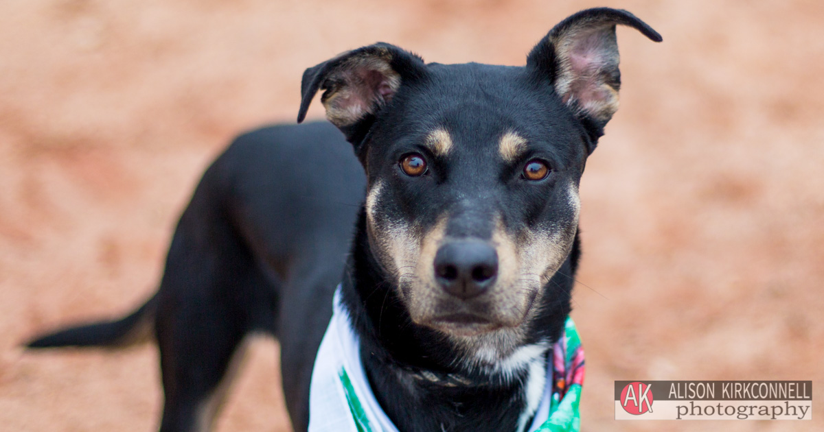 Animal Shelter Dog Portrait- Indian Land, South Carolina Photographer