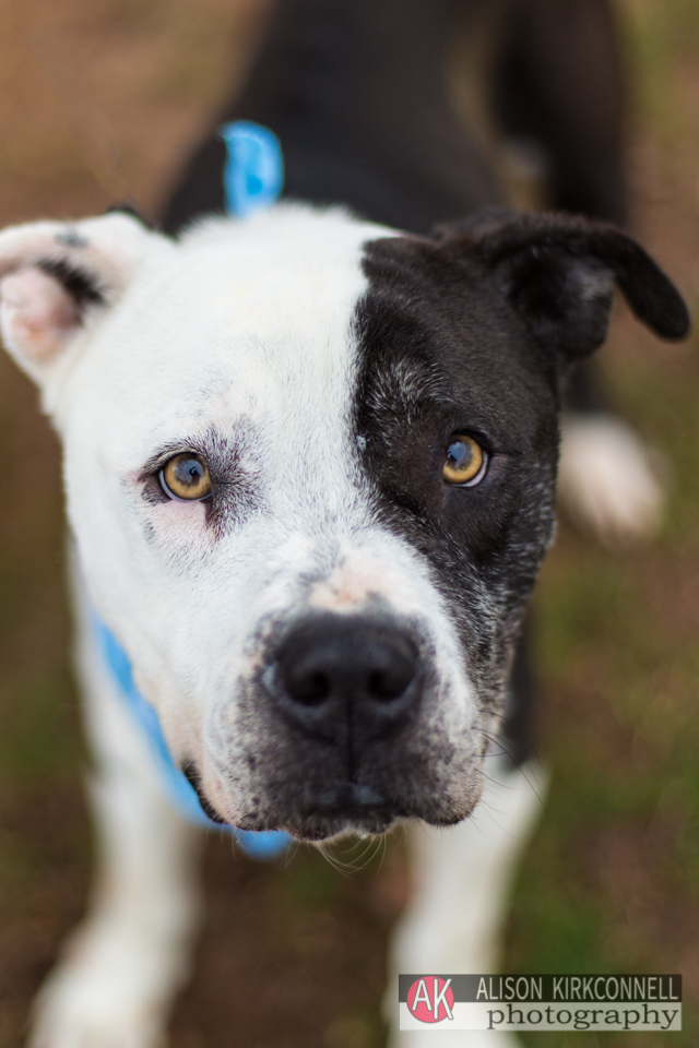 365 Shelter Dogs- Day 80