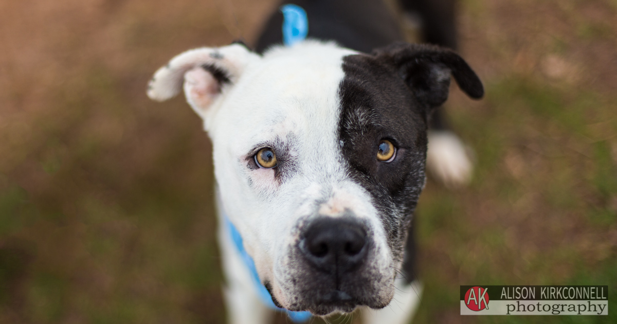 Animal Shelter Dog Portrait- Lake Wylie, South Carolina Photographer