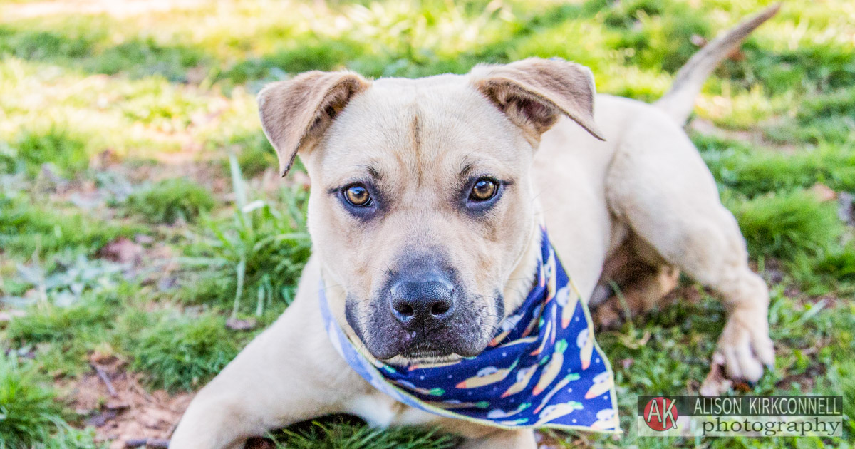 Animal Shelter Dog Portrait- Tega Cay, South Carolina Photographer 