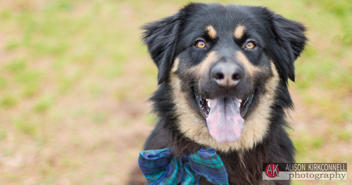 Animal Shelter Dog Portrait- Fort Mill, South Carolina Photographer