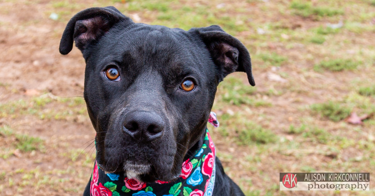 Animal Shelter Dog Portrait- Tega Cay, South Carolina Photographer