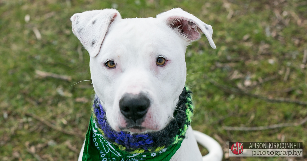 Animal Shelter Dog Portrait- Fort Mill, South Carolina Photographer