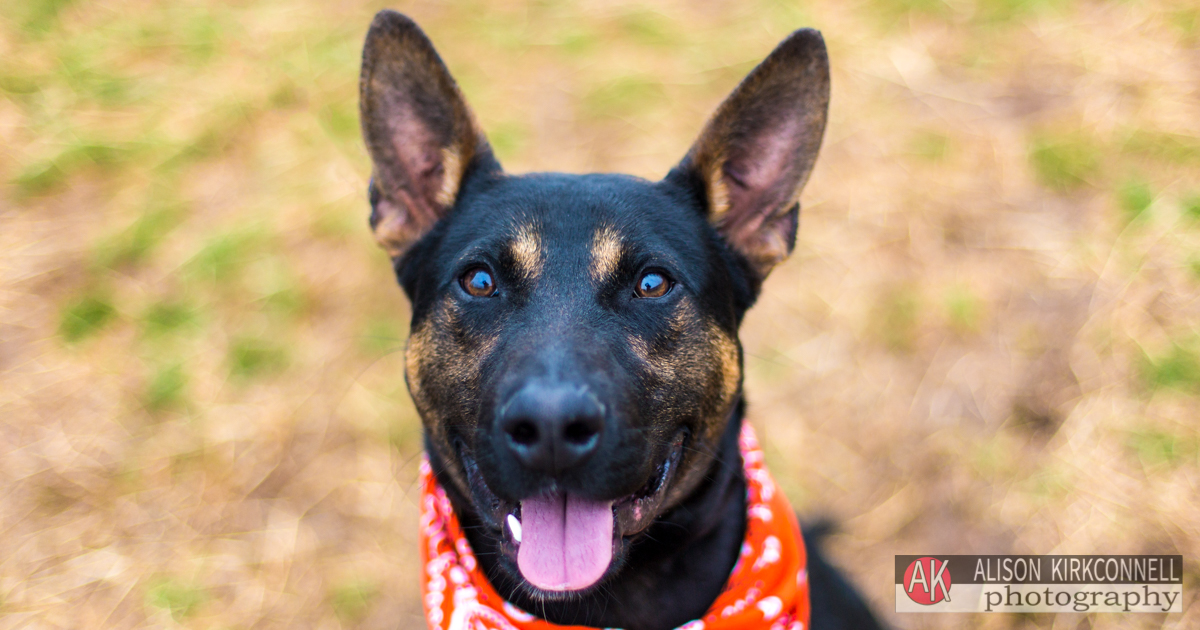 Animal Shelter Dog Portrait- Tega Cay, South Carolina Photographer