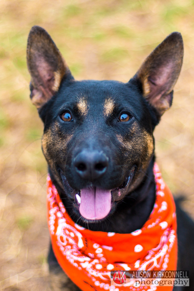 365 Shelter Dogs Day 105