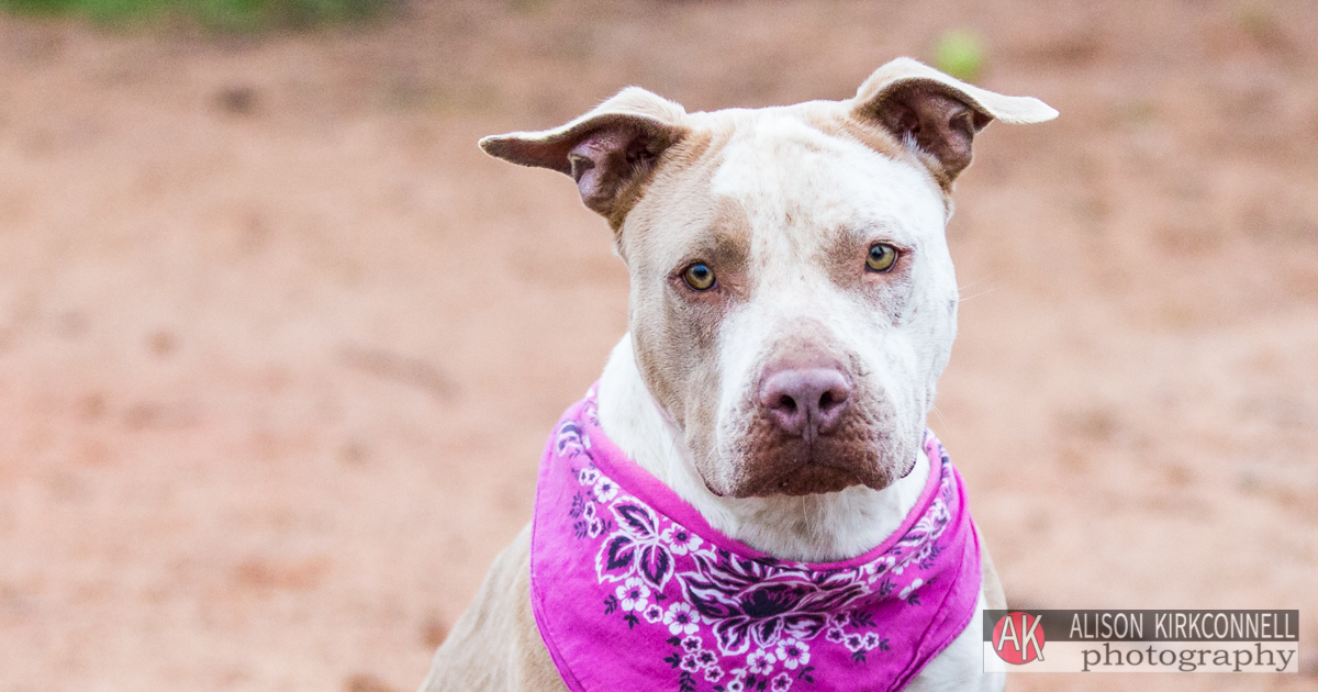 Animal Shelter Dog Portrait- Fort Mill, South Carolina Photographer