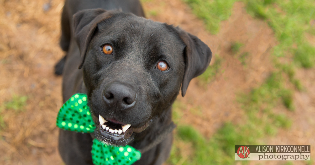 Animal Shelter Dog Portrait- Charlotte, North Carolina Photographer