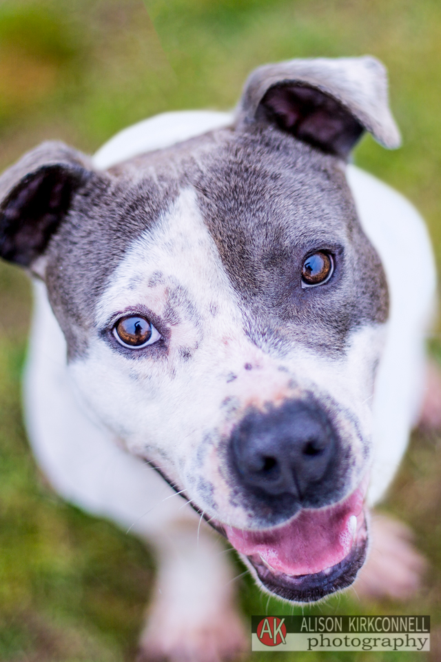 365 Shelter Dogs Day 108