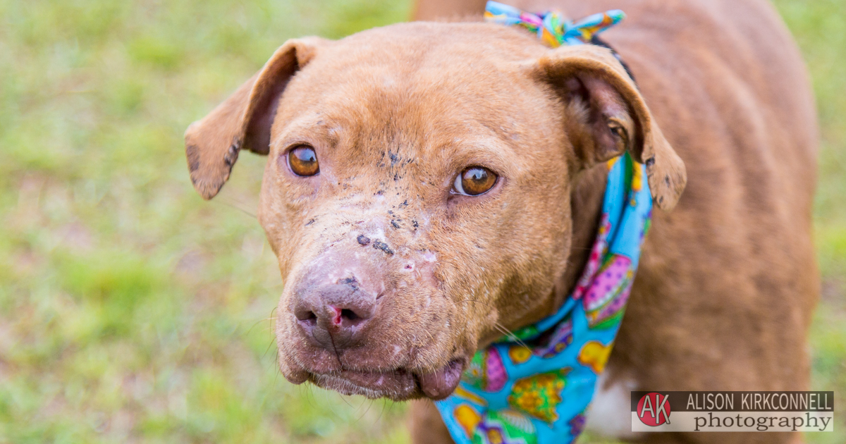 Animal Shelter Dog Portrait- Lake Wylie, South Carolina Photographer