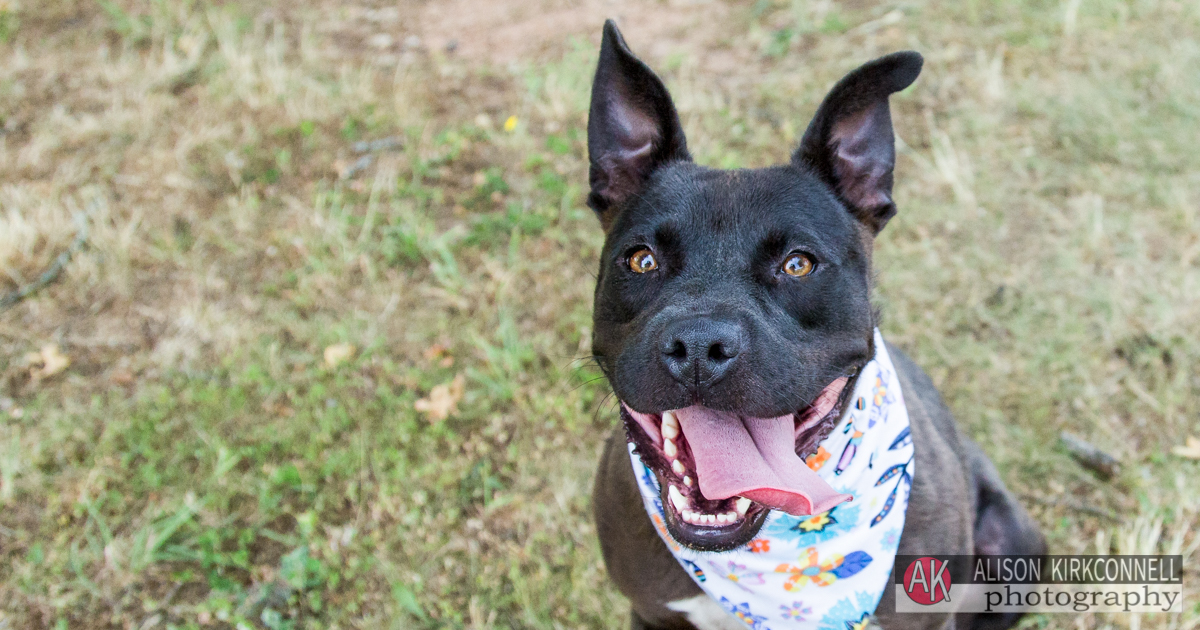 Animal Shelter Dog Portrait- Ballantyne Charlotte, North Carolina Photographer