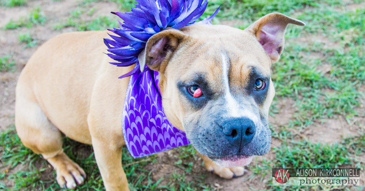 Animal Shelter Dog Portrait- Indian Land, South Carolina Photographer