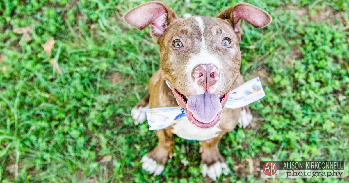 Animal Shelter Dog Portrait- Fort Mill, South Carolina Photographer