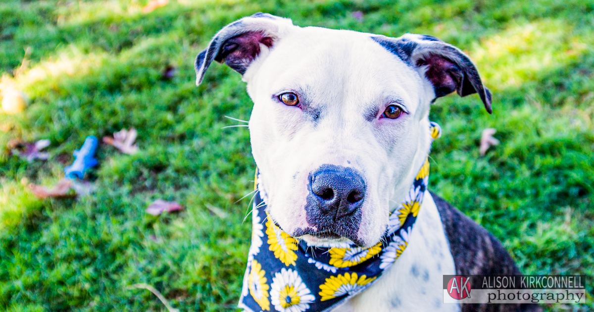 Animal Shelter Dog Portrait- Tega Cay, South Carolina Photographer