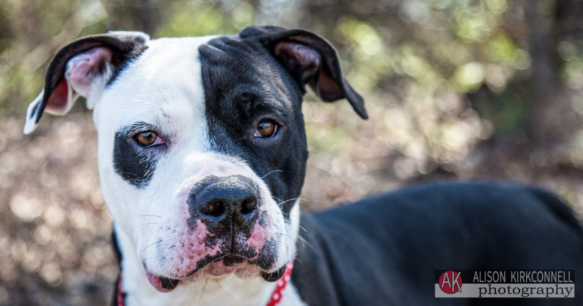 Animal Shelter Dog Portrait- Indian Land, South Carolina Photographer