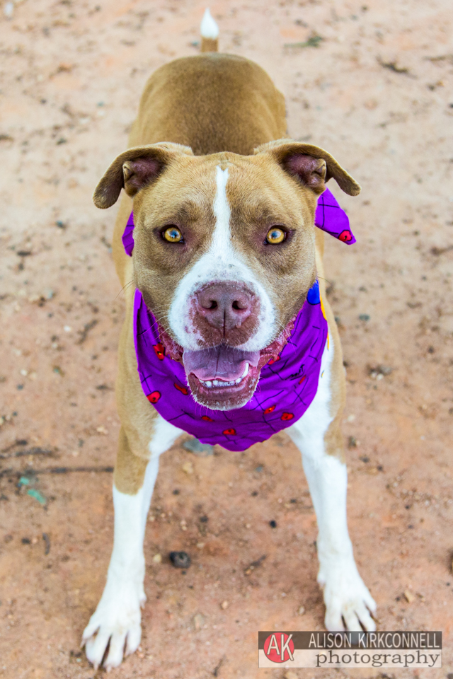 365 Shelter Dogs Day 135