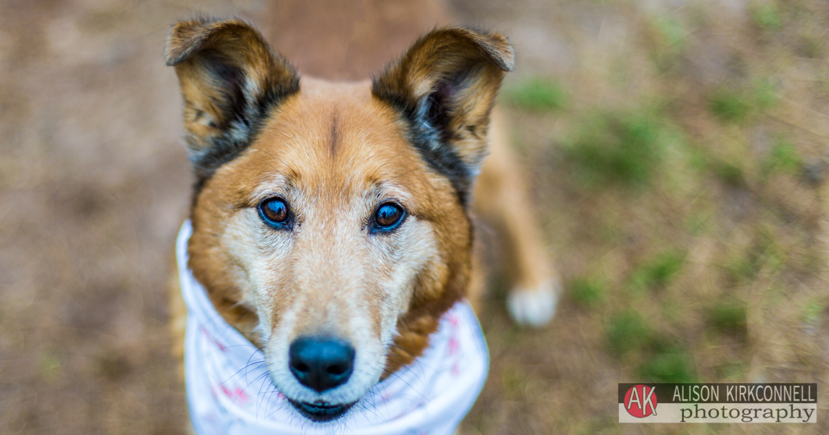 Animal Shelter Dog Portrait- Fort Mill, South Carolina Photographer