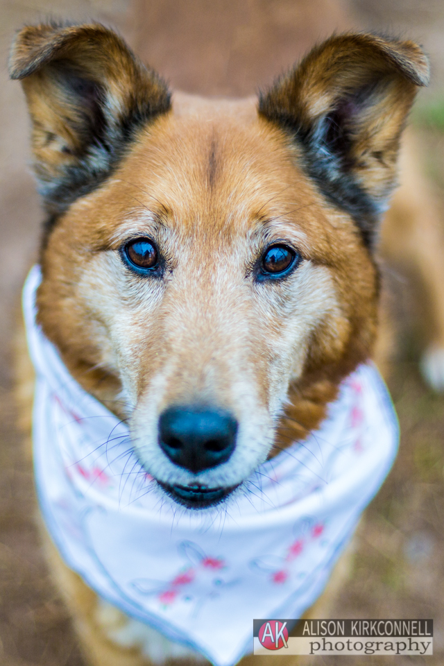 365 Shelter Dogs Day 130