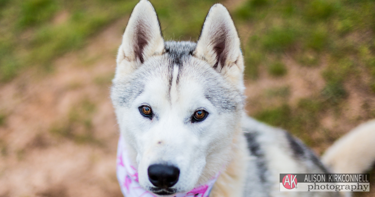 Animal Shelter Dog Portrait- Tega Cay, South Carolina Photographer