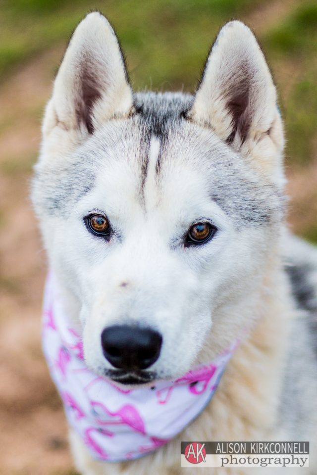 365 Shelter Dogs Day 131