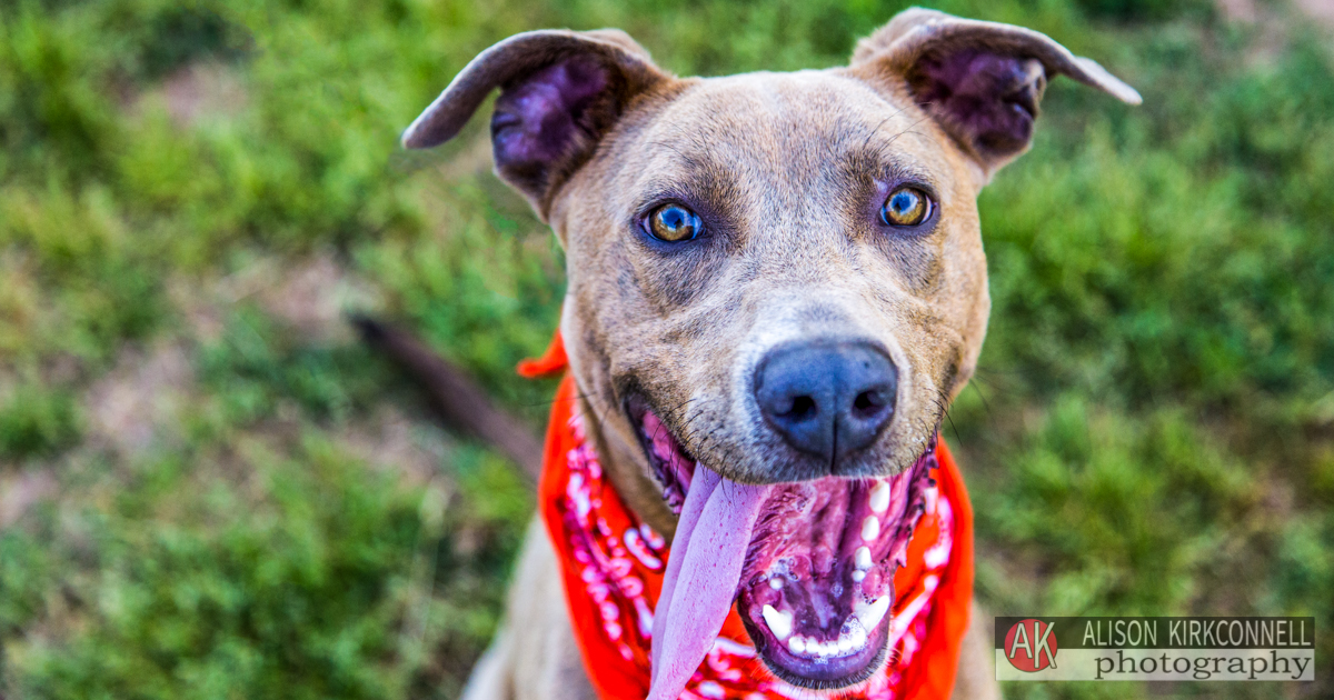 Animal Shelter Dog Portrait- Lake Wylie South Carolina Photographer