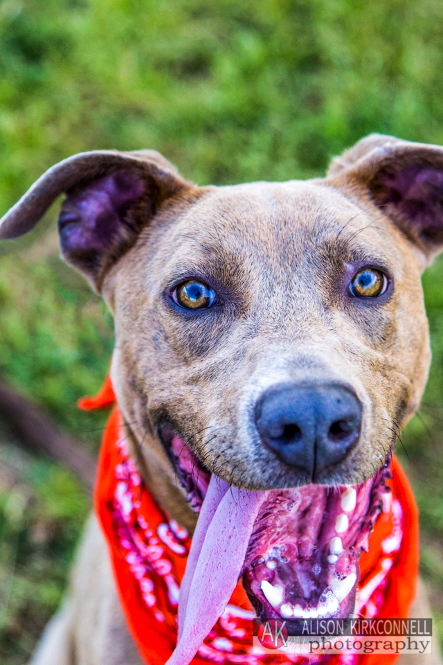 365 Shelter Dogs Day 132