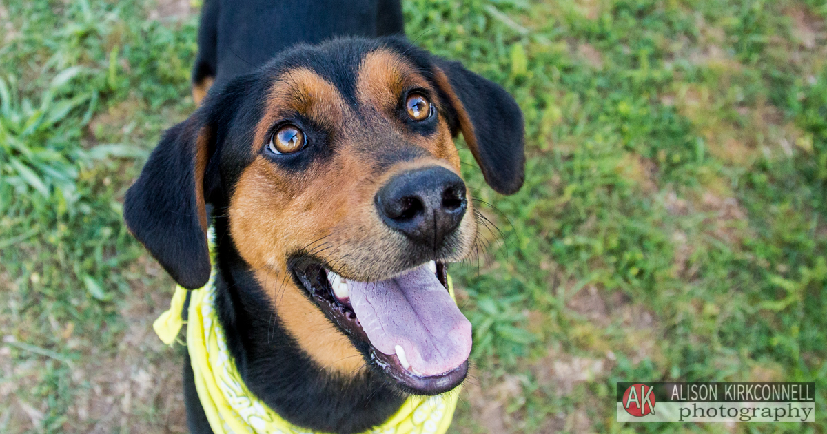  Animal Shelter Dog Portrait- Charlotte, North Carolina Photographer