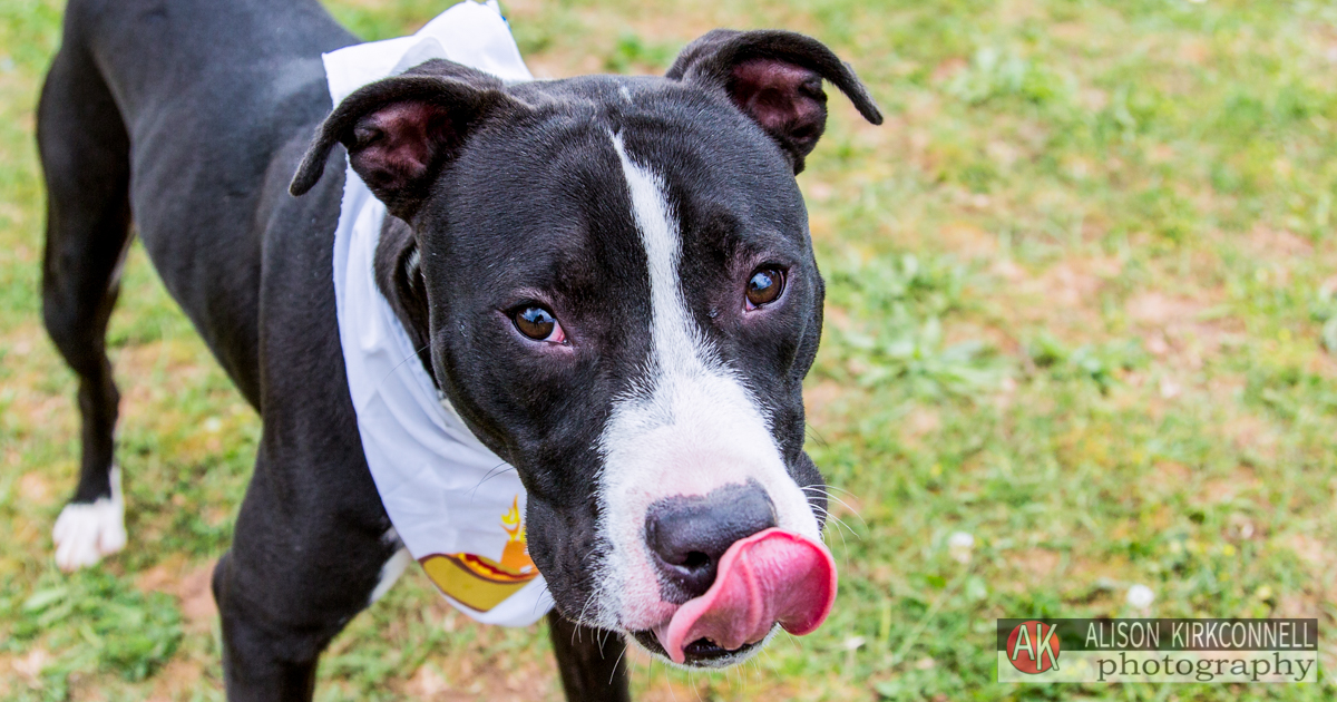 Animal Shelter Dog Portrait- Charlotte Ballantyne, North Carolina Photographer