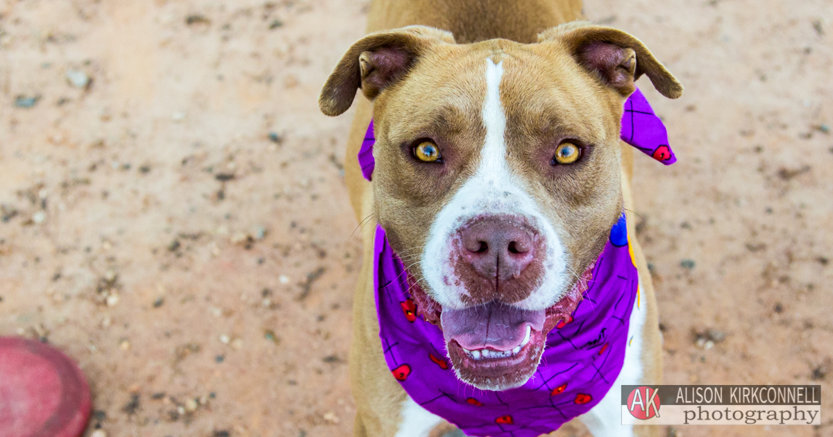 Animal Shelter Dog Portrait- Fort Mill, South Carolina Photographer