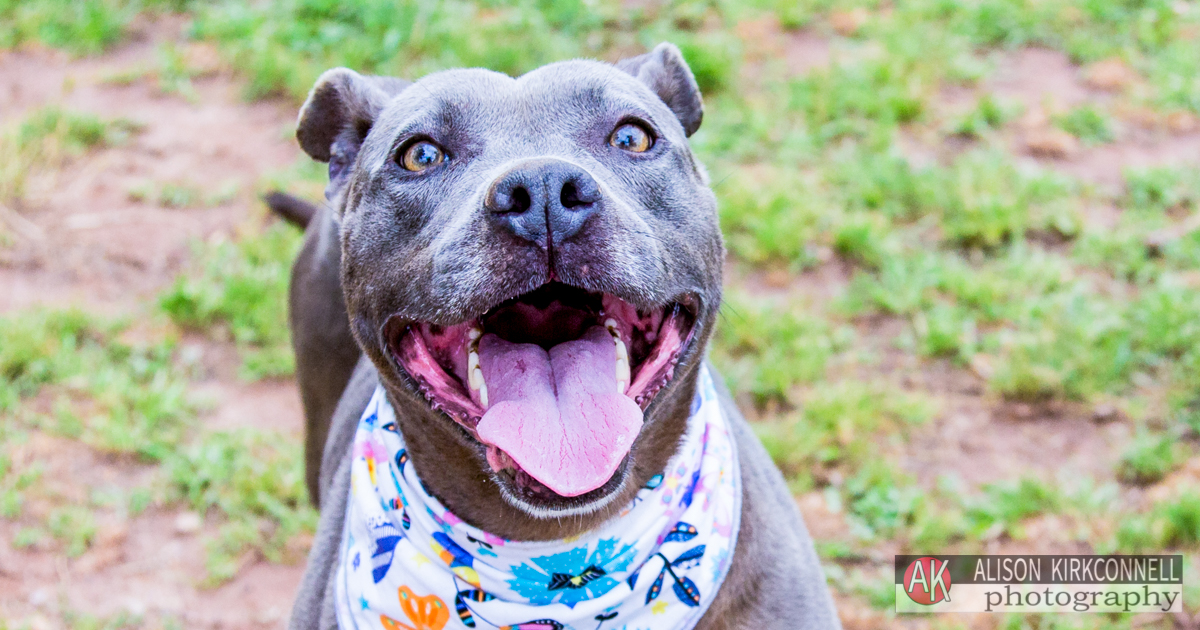 Animal Shelter Dog Portrait- Tega Cay, South Carolina Photographer