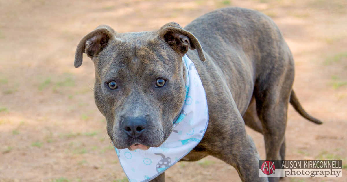 Animal Shelter Dog Portrait- Lake Wylie, South Carolina Photographer