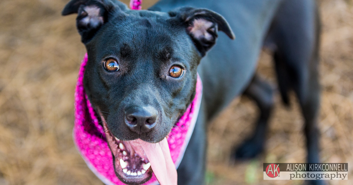 Animal Shelter Dog Portrait- Charlotte, North Carolina Photographer