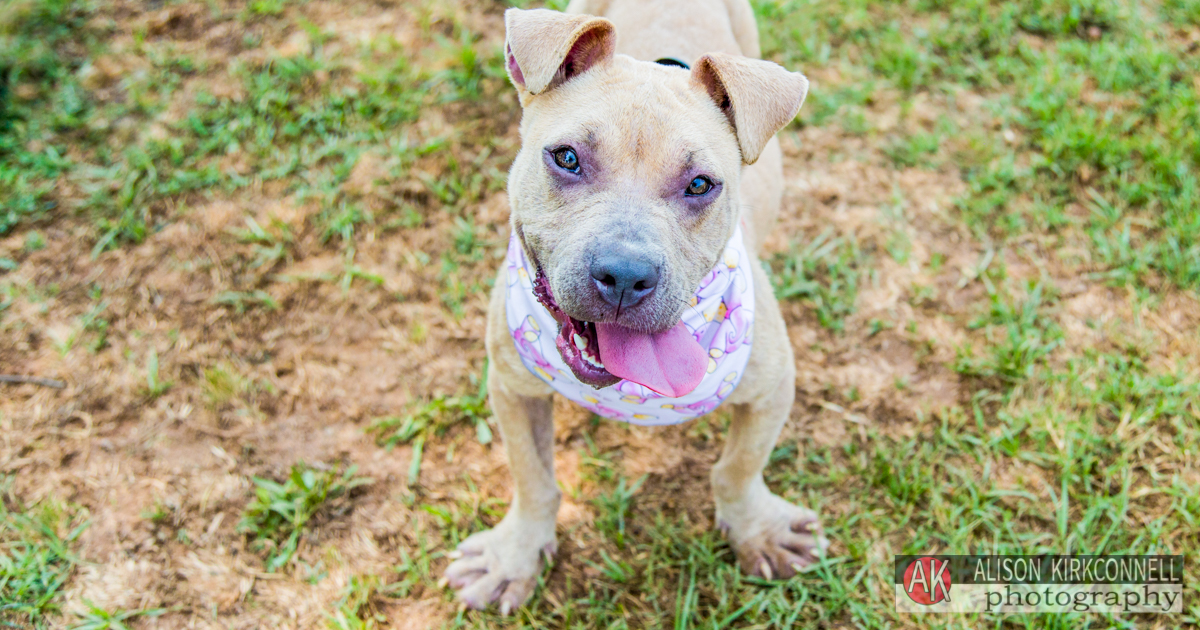 Animal Shelter Dog Portrait- Ballantyne Charlotte, North Carolina Photographer