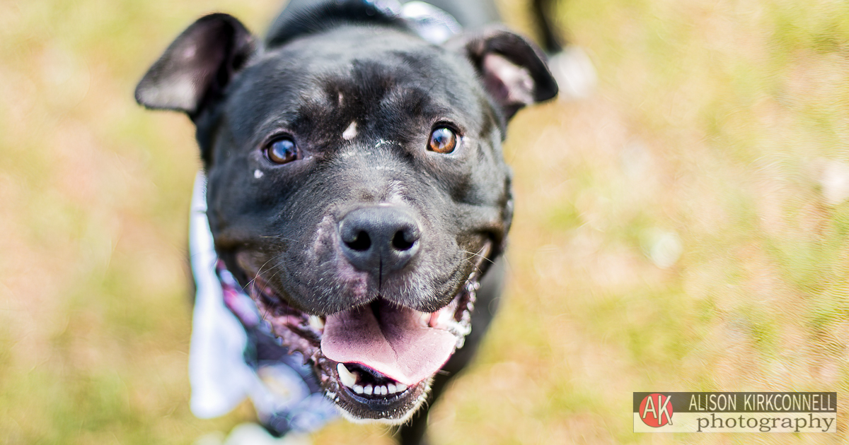 Animal Shelter Dog Portrait- Indian Land, South Carolina Photographer