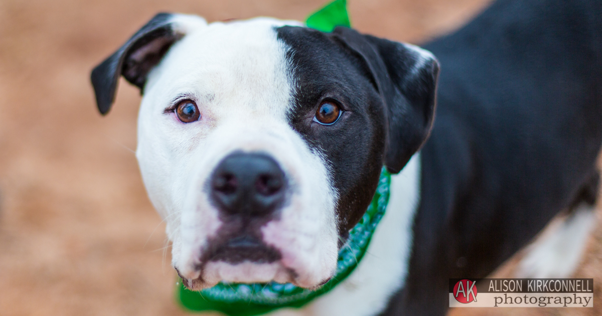 Animal Shelter Dog Portrait- Fort Mill, South Carolina Photographer