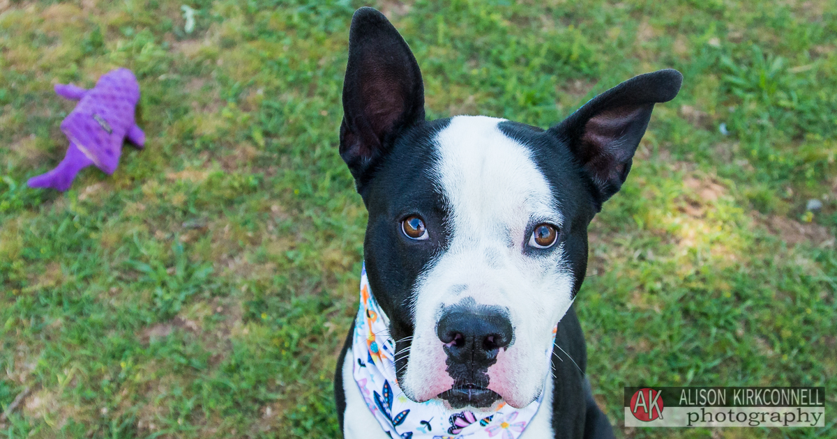 Animal Shelter Dog Portrait- Tega Cay, South Carolina Photographer